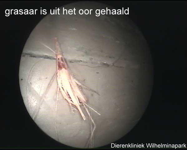 Een grasaar die uit het oor gehaald is.